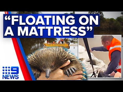 Gerald the echidna’s second chance at life after Sydney floodwater rescue | 9 News Australia