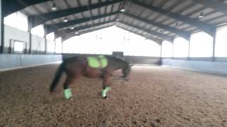 Video di Webster