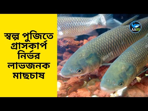 স্বল্প পুজিতে গ্রাসকার্প নির্ভর লাভজনক মাছচাষ