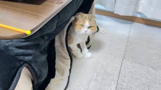 コタツ