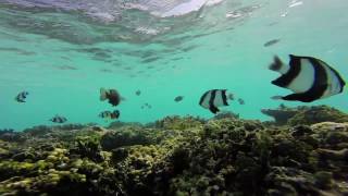 Dark water and stars