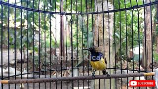 Download lagu CUKUP 1 MENIT!! SOGON MANAPUN BAKALAN LANGSUNG NYAUT DAN IKUT GACOR mp3