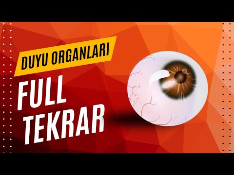 SKIN ORGANS FULL REPEAT 2025