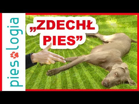 Jak nauczyć psa sztuczki "zdechł pies"?