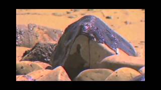 Cody Simpson- Wilderness