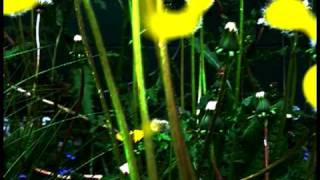 Deerhunter - Famous Last Words - Rainwater Cassette Exchange - 2009