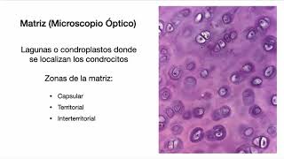 Tejido Cartilaginoso y Óseo (Parte 1) - Biología Celular y Tisular