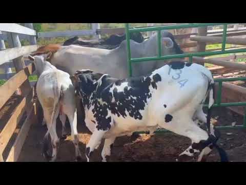 PRÉVIA LOTES LEILÃO - 25 de AGOSTO - IGARATINGA/MG