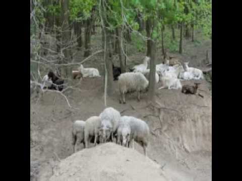 Eltévedtem, mint juh