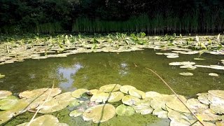 Ловля карася на очеретянку (тростник)