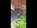 Bunny Breakfast