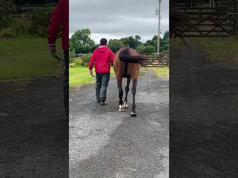 Video 4