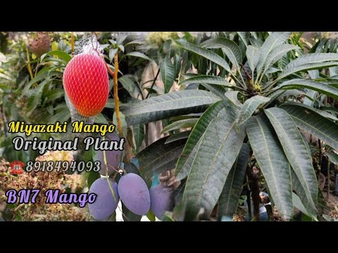 Original Miyazaki Mango Trees and BN7 Mango (Blue Mango) Watch full Video.|Green Land Nursery India.