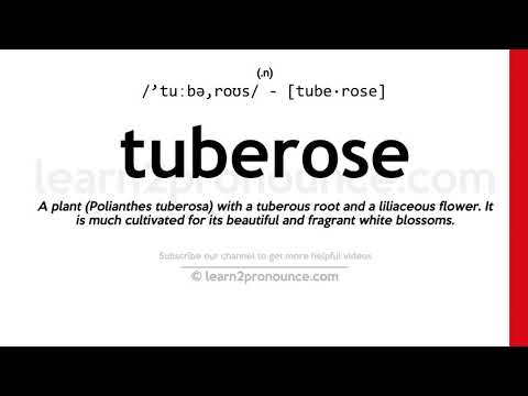 Pronunciation of Tuberose | Definition of Tuberose