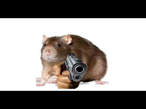 Rat Stock Photo
