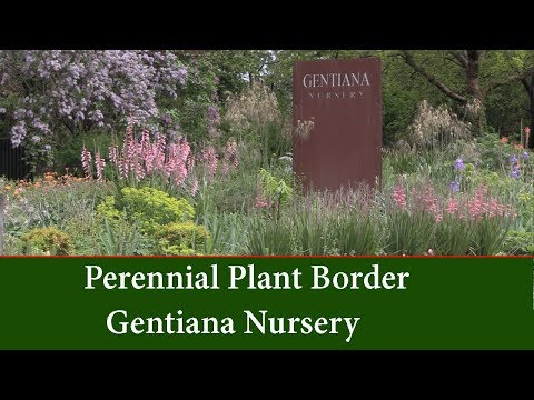 download lagu mp3 mp4 Perennial Border Plants Nz, download lagu Perennial Border Plants Nz gratis, unduh video klip Perennial Border Plants Nz