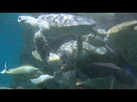 名古屋港水族館シリーズ　「ウミガメ回遊水槽」