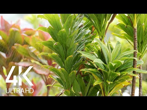 4K Tropical Rain Sounds (10 Hours) Nature Views and Relaxing Nature Sounds for - Sleep/ Relax/ Study