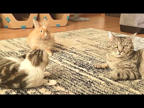 Das Bellen des Hundes ruinierte den Rest des Papstes, die Katze, das Kaninchen und das Kätzchen