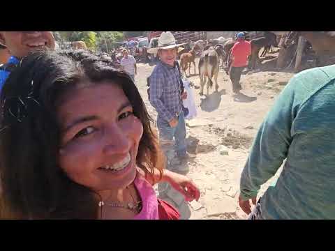 precio de los animales🐐🦃🐓 en el tiangue de San Rafael Cedros DEPARTAMENTO DE CUSCATLÁN