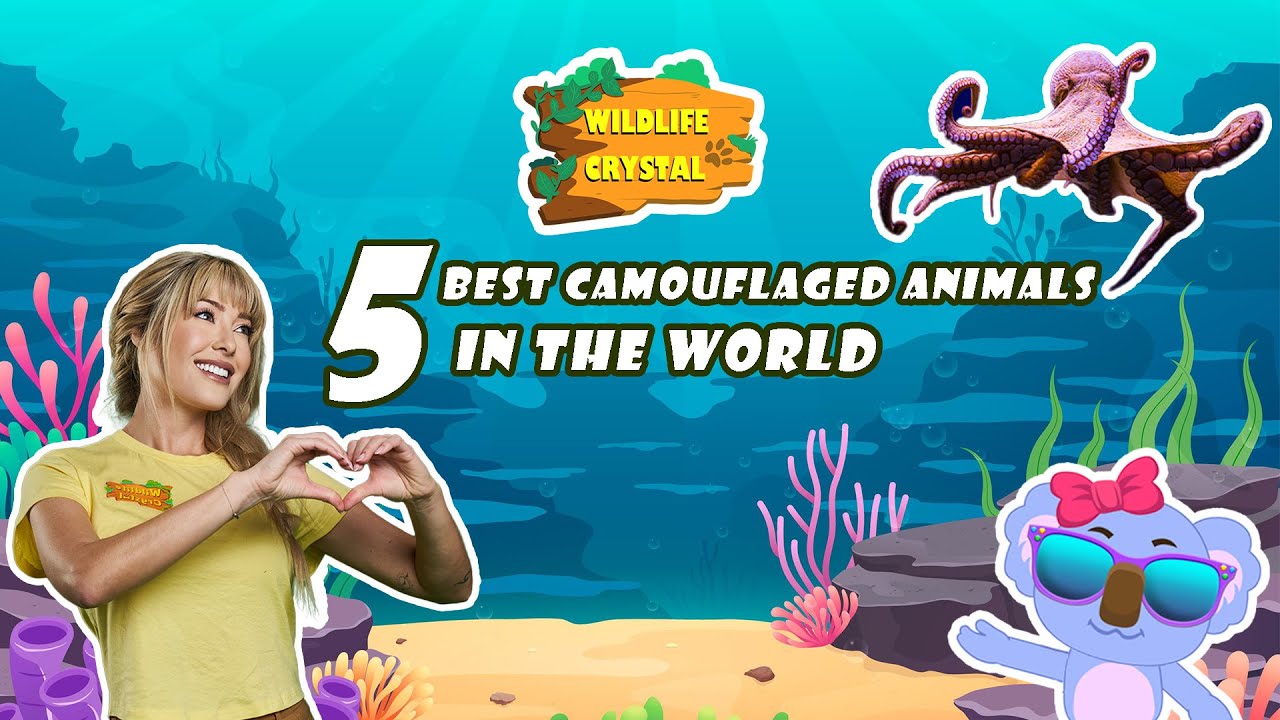 Nature’s Best Hiders: Top 5 Camouflaged Animals
