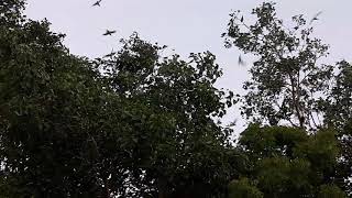 preview picture of video 'Indian Green Parakeet at Dhola Junction Platform in Gujarat.  Really anyone can fall in love..'