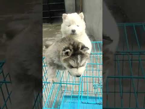 2 male husky blue eyes 98778 26958