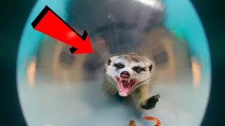 ПОЛОСА ПРЕПЯТСТВИЙ для СУРИКАТА - ЧЕРВЯЧКИ ПРОТИВ ТИМКИ..?!