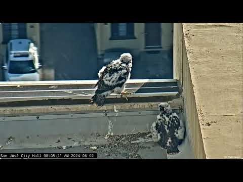 San Jose CH Falcons: Red explores top of ledge 😬 & chicks chill out in the nest 🐥🐥🐥🐥 2024 June 2