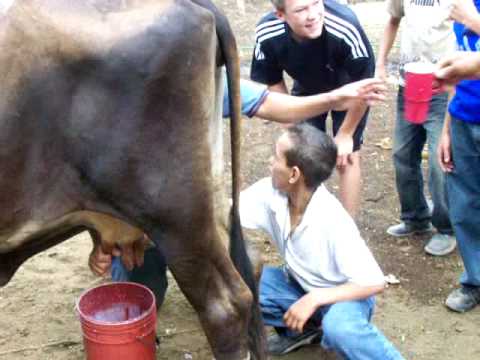 Christopher milking a Honduran cow