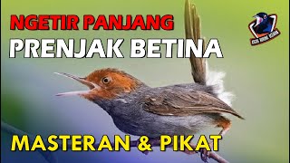 Download lagu Suara Prenjak Betina Ngetir Panjang Memanggil Jantan Untuk Pikat Dan Masteran mp3
