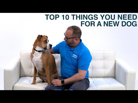 Things You Need for a New Dog or Puppy | PetSmart