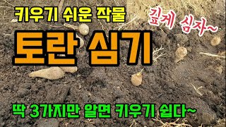 딱 3가지만 알면 토란 토란재배 쉽다 토란 깊게 심는 이유 토란 밑거름과 심는 간격과 깊이 토란다수확방법 조…
