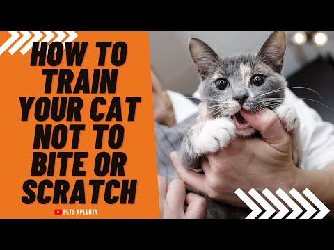 How To Train Your Cat Not To Bite Or Scratch