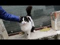 Beautiful Cat With Pink Nose Is Very Cute And Affectionate