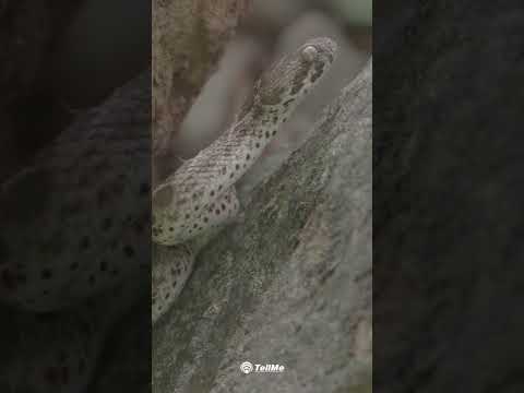 Naga Panchami 2022 Special: Discovering the Elusive Saw Scaled Viper