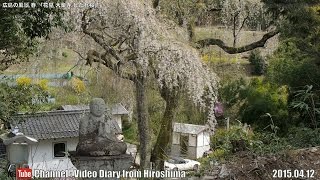 preview picture of video '広島の風景2015春 花見「大楽寺しだれ桜」04.12 Scenery of Hiroshima,Spring Blossom viewing,Dairaku Temple'
