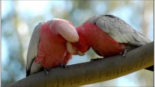 Camera Obscura   New Year&#39;s Resolution