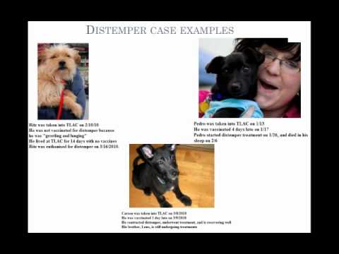 Treating Canine Distemper Virus - conference recording