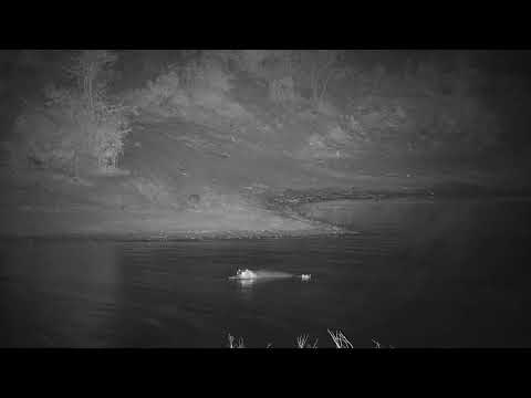 Djuma: Four Hippos-two females with calves in dam for short visit - 20:43 - 10/26/21