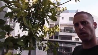 גידול עצי פרי במרפסת