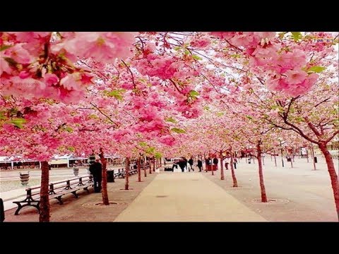 download lagu mp3 mp4 Cherry Blossom Tree Images, download lagu Cherry Blossom Tree Images gratis, unduh video klip Cherry Blossom Tree Images