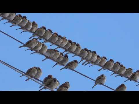 AIM-7 スズメについて詳しく解説