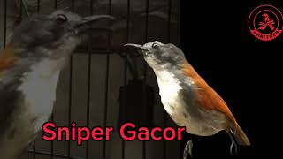 Download lagu Tembakan Burung Sniper TERBAIK 🔥 ARBITRER mp3 Download lagu Tembakan Burung Sniper TERBAIK 🔥 ARBITRER mp3