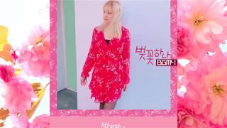 BGM4(비지엠포) - 벚꽃 하나