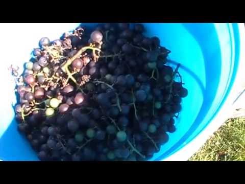 HOMEMADE WINE! HOW TO MAKE! START TO FINISH!