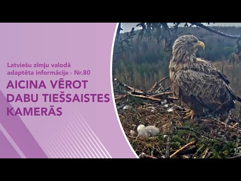 Video ziņas Nr. 80 “Aicina vērot dabu tiešsaistes kamerās”