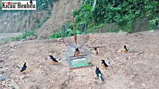 Download lagu HEBOH!! PEMIKAT MURAI BATU DI HUTAN SABAH MALAYSIA DAPAT PULUHAN EKOR mp3