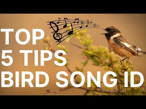 How to Learn Bird Identification by Song - 5 Top Tips