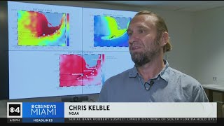 Scientists worry extreme ocean temps could cause fish kills, dying seagrass